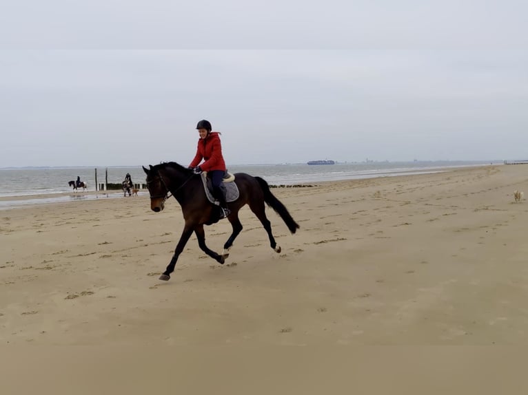 Rouan bai Jument 20 Ans 160 cm Bai brun in Essen