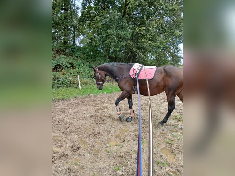 Rouan bai Jument 21 Ans 165 cm Bai brun in NümbrechtNümbrecht