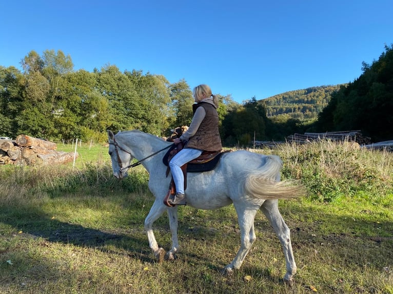 Rouan bai Jument 25 Ans 167 cm Gris pommelé in Schmallenberg