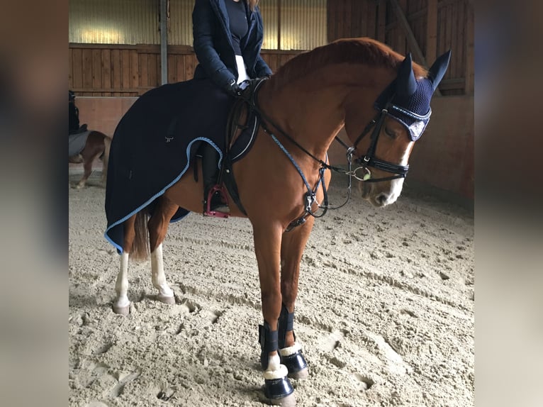 Rouan bai Jument 25 Ans 168 cm Alezan in Dormagen