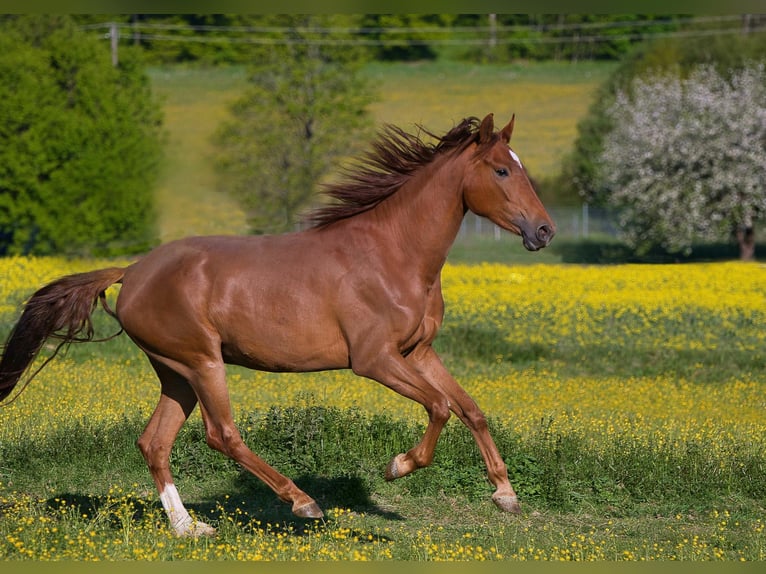 Rouan bai Jument 3 Ans 163 cm Alezan in Burladingen