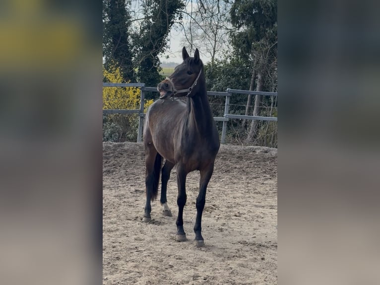 Rouan bai Jument 3 Ans 165 cm Bai brun in Stade