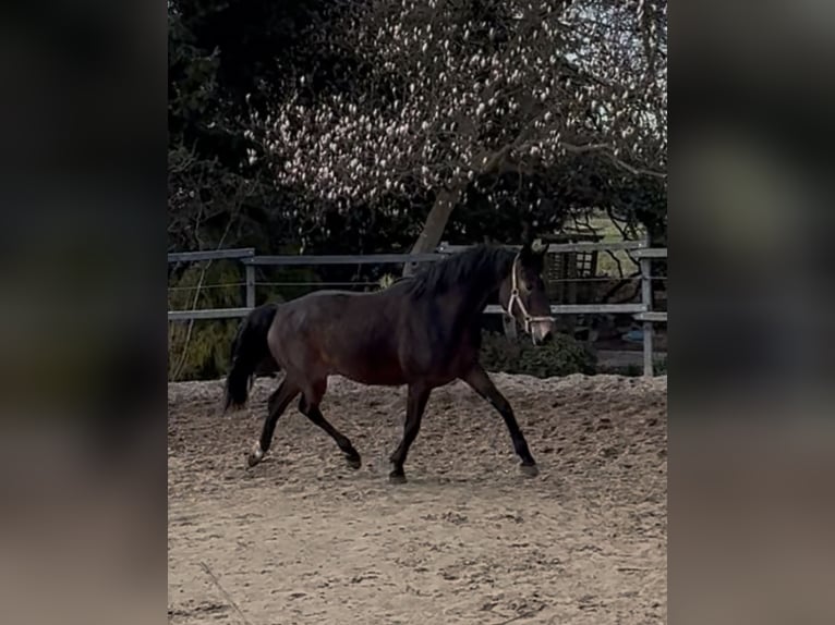 Rouan bai Jument 3 Ans 165 cm Bai brun in Stade