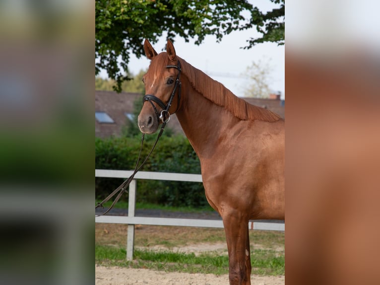 Rouan bai Jument 3 Ans 167 cm Alezan in Iserlohn
