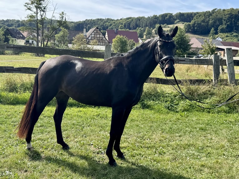 Rouan bai Jument 4 Ans 160 cm Noir in Liebenau