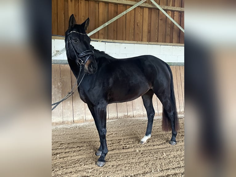 Rouan bai Jument 4 Ans 161 cm Noir in Liebenau