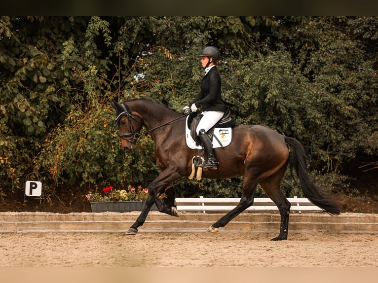 Rouan bai Jument 4 Ans 167 cm Bai brun in Goch