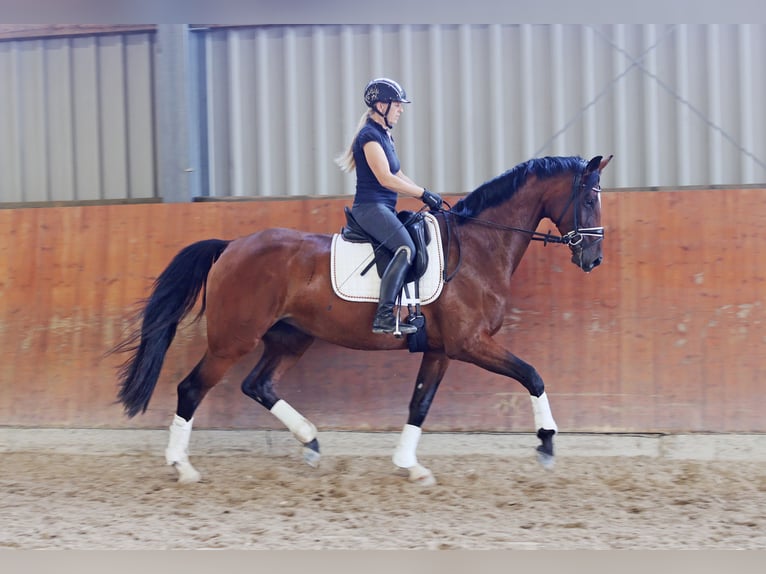 Rouan bai Jument 4 Ans 169 cm Bai brun in Kempen