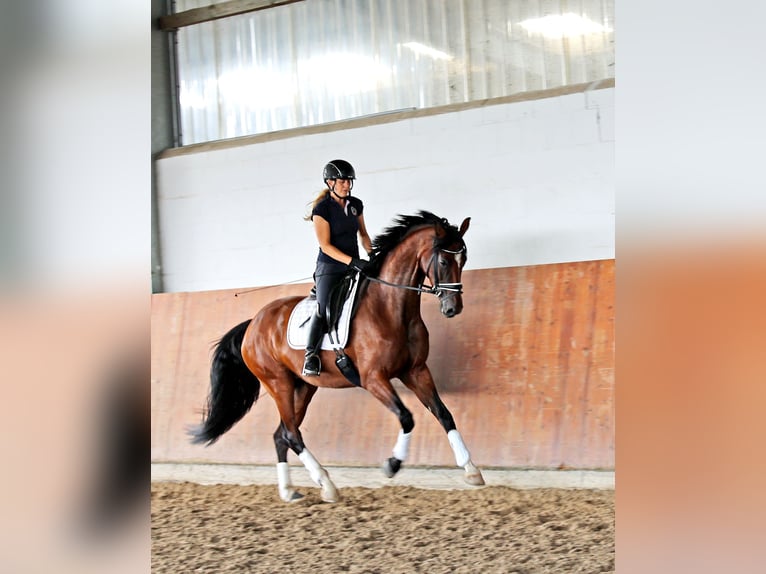 Rouan bai Jument 4 Ans 169 cm Bai brun in Kempen