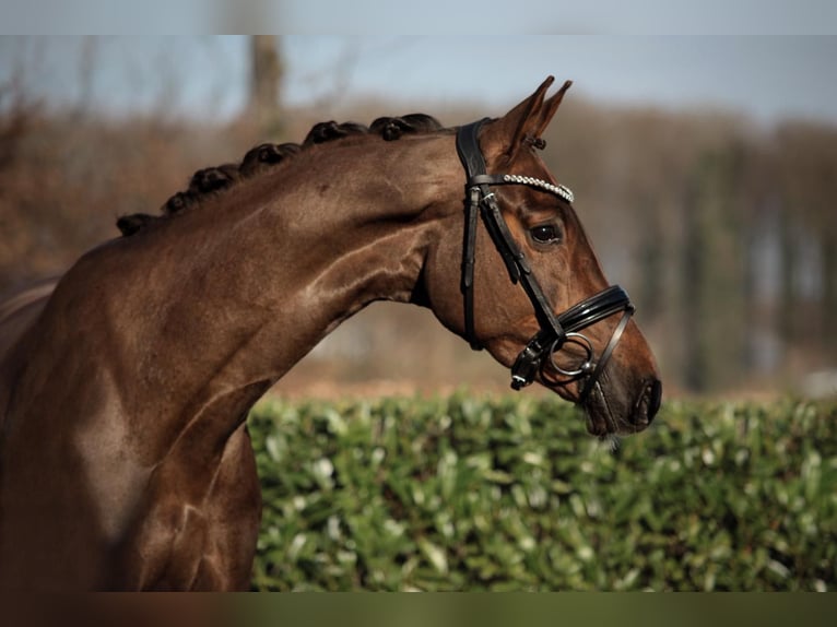 Rouan bai Jument 4 Ans 170 cm Alezan brûlé in Ahaus