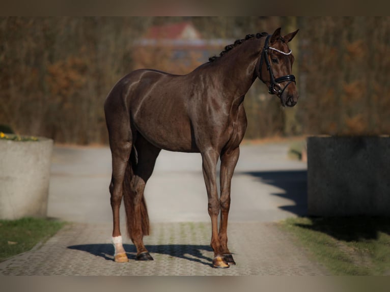 Rouan bai Jument 4 Ans 170 cm Alezan brûlé in Ahaus