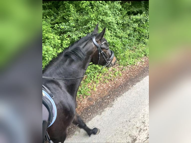 Rouan bai Jument 5 Ans 161 cm Noir in Liebenau