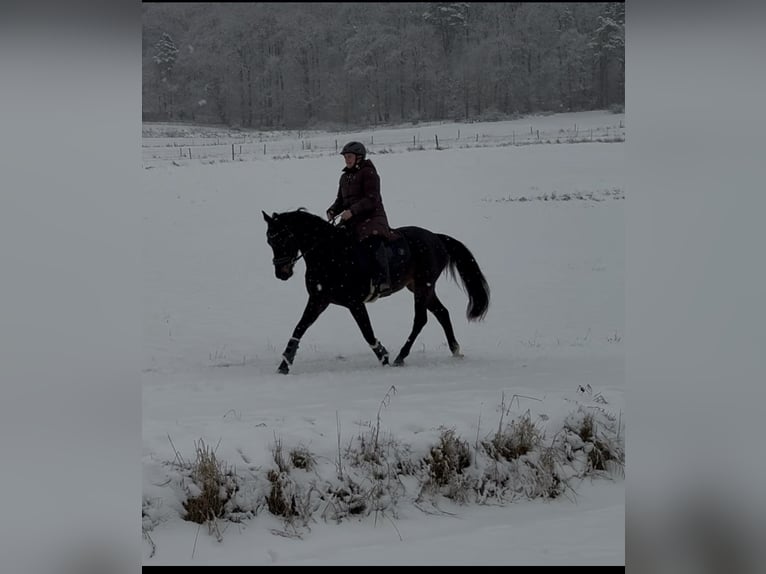 Rouan bai Jument 5 Ans 161 cm Noir in Liebenau