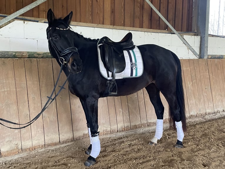 Rouan bai Jument 5 Ans 161 cm Noir in Liebenau