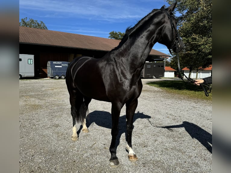 Rouan bai Jument 5 Ans 167 cm Noir in Sauerlach