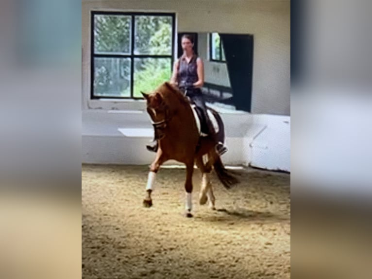 Rouan bai Jument 5 Ans 175 cm Alezan in Geldern