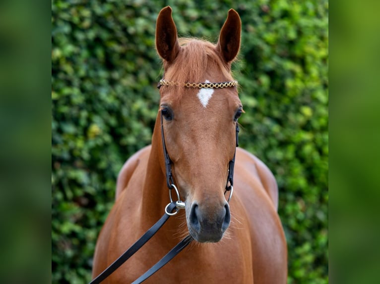 Rouan bai Jument 6 Ans 158 cm Alezan in Bornheim