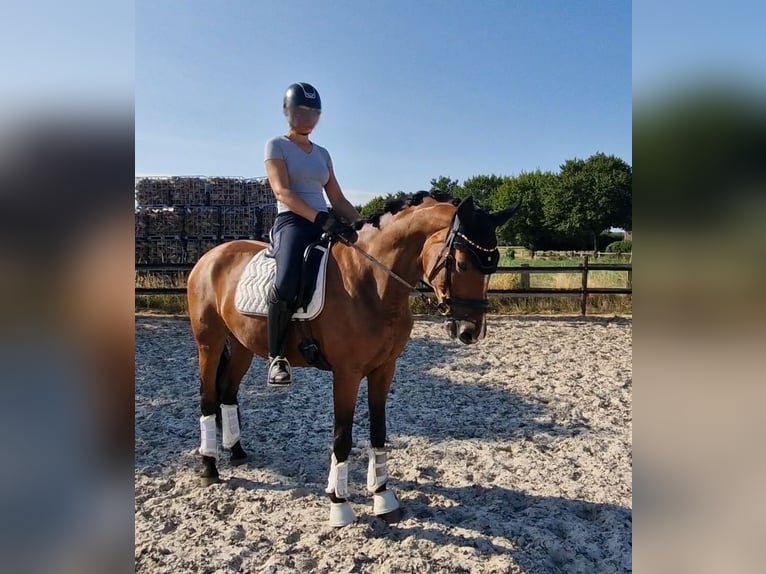 Rouan bai Jument 6 Ans 167 cm Bai in Mönchengladbach
