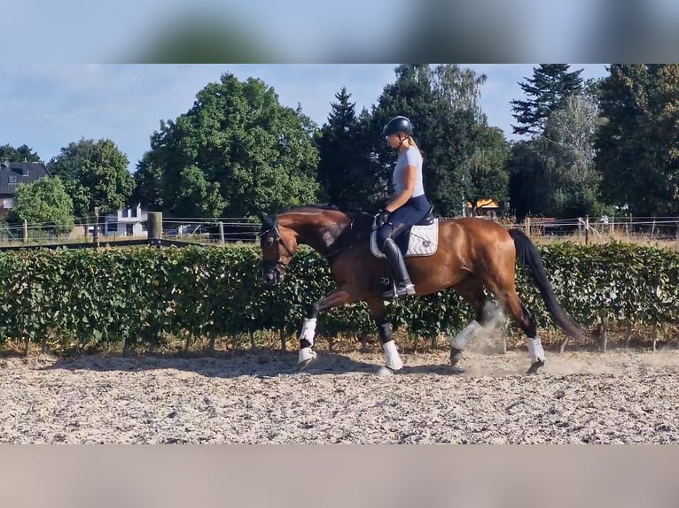 Rouan bai Jument 6 Ans 167 cm Bai in Mönchengladbach