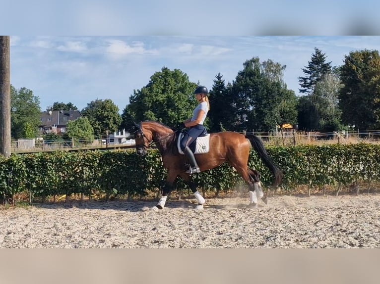 Rouan bai Jument 6 Ans 167 cm Bai in Mönchengladbach