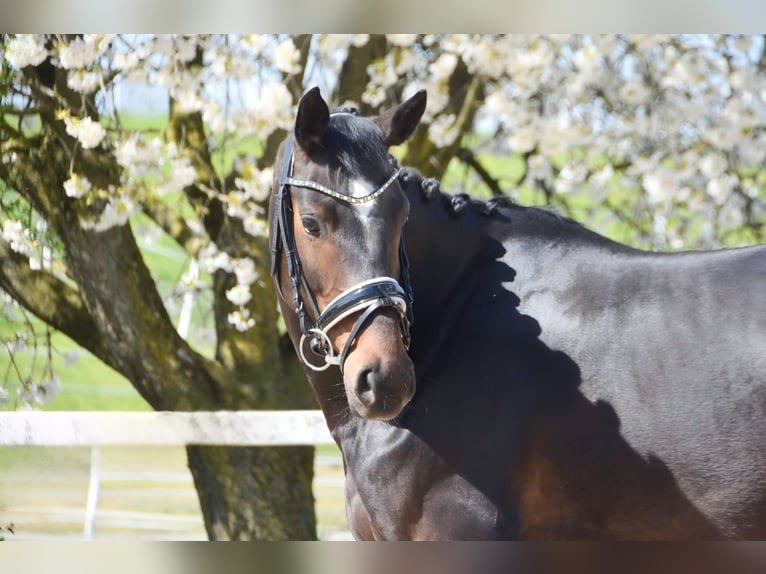 Rouan bai Jument 6 Ans 168 cm Bai brun in Schöneck