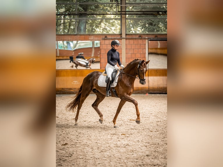 Rouan bai Jument 6 Ans 173 cm Alezan brûlé in Vettweiß