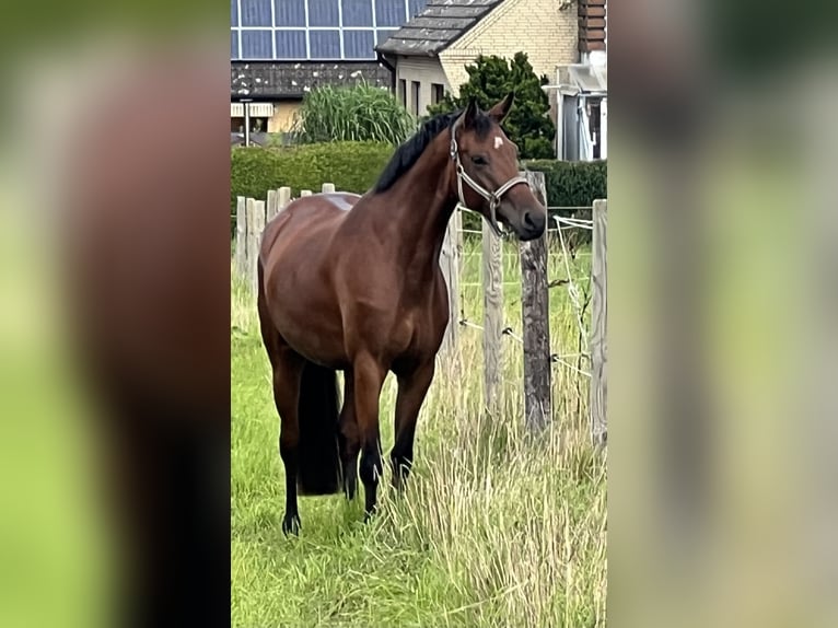 Rouan bai Jument 7 Ans 164 cm Bai in Dassendorf