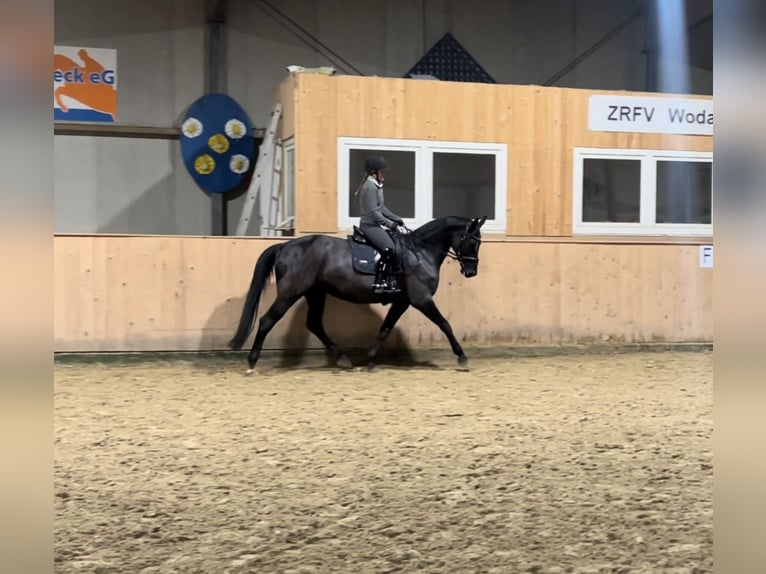 Rouan bai Jument 7 Ans 165 cm Noir in Schermbeck