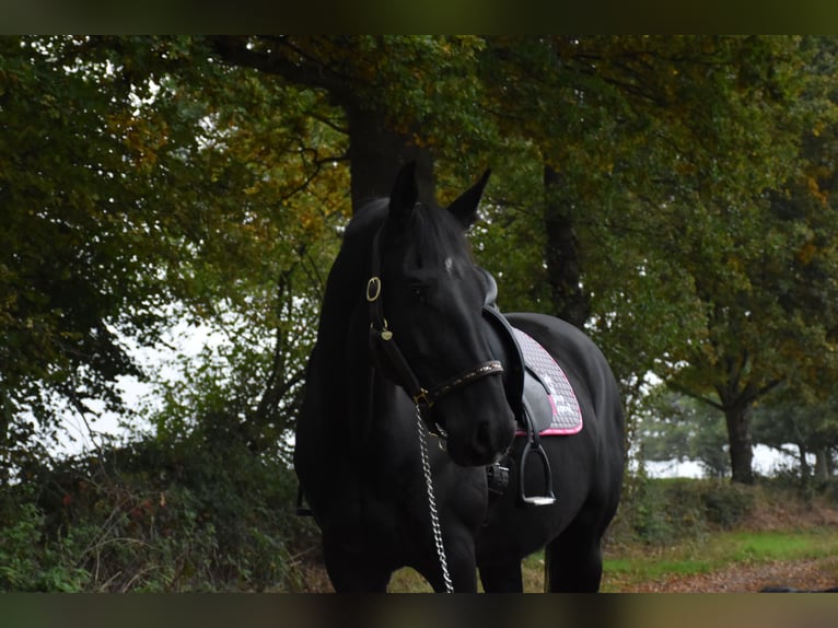 Rouan bai Jument 7 Ans 165 cm Noir in Schermbeck