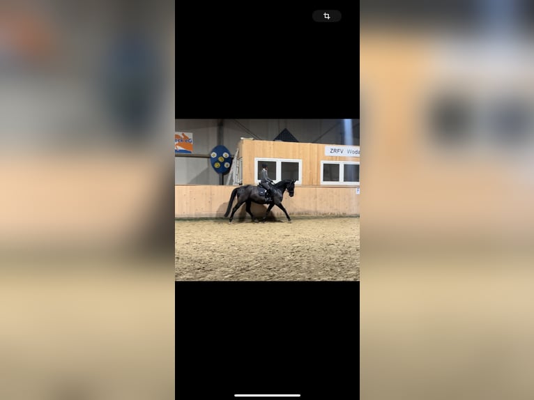 Rouan bai Jument 7 Ans 165 cm Noir in Schermbeck