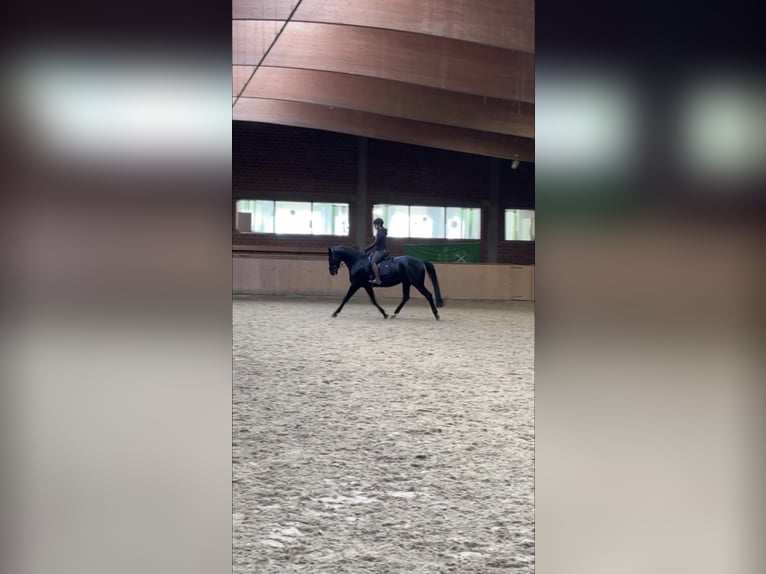 Rouan bai Jument 7 Ans 165 cm Noir in Schermbeck