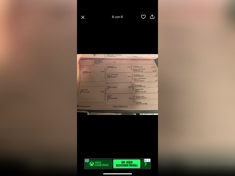 Rouan bai Jument 8 Ans 165 cm Bai in Biringen