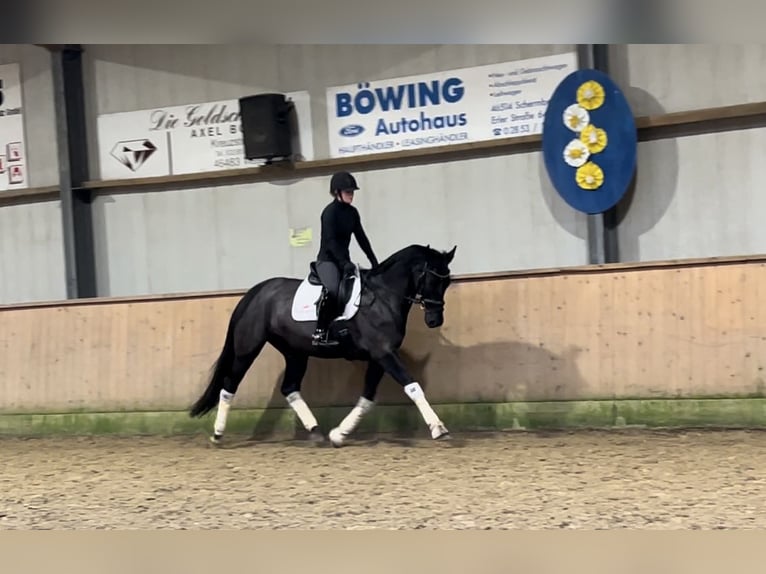 Rouan bai Jument 8 Ans 165 cm Noir in Schermbeck