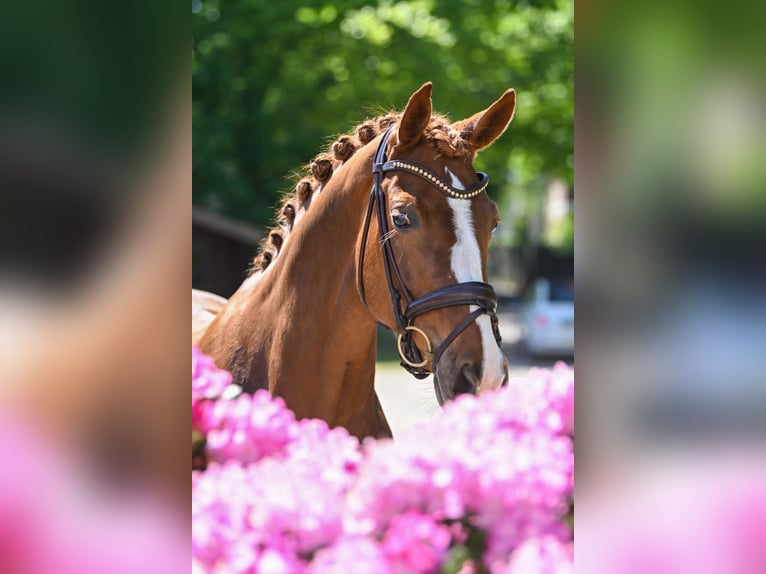 Rouan bai Jument 8 Ans 167 cm Alezan in KrefeldKrefeld