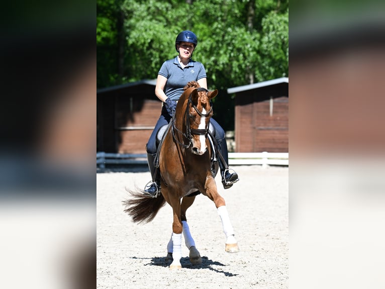 Rouan bai Jument 8 Ans 167 cm Alezan in KrefeldKrefeld