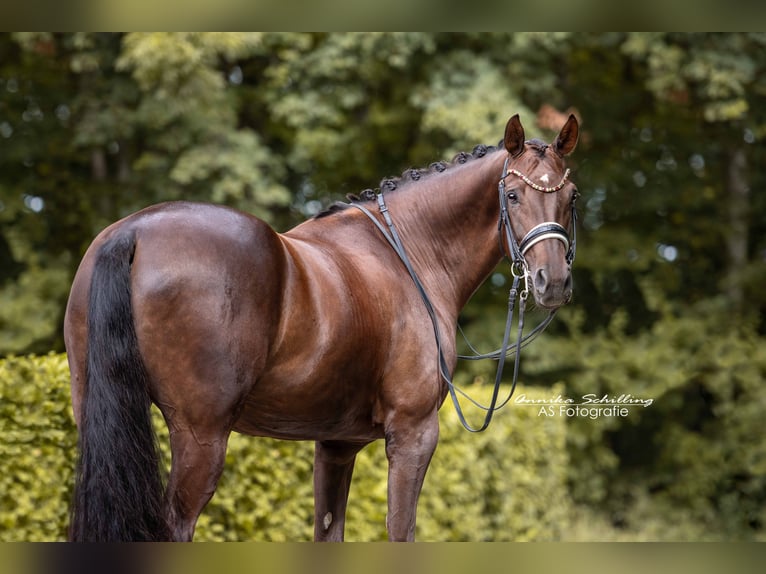 Rouan bai Jument 8 Ans 168 cm Alezan brûlé in Wehringen