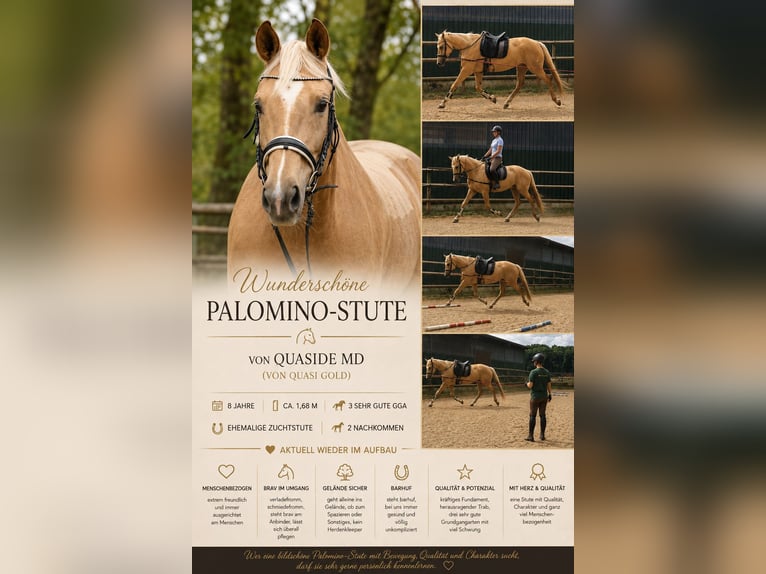 Rouan bai Jument 8 Ans 168 cm Palomino in Borken