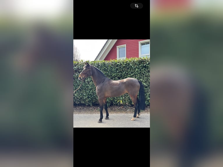 Rouan bai Jument 9 Ans 162 cm Bai in Baesweiler