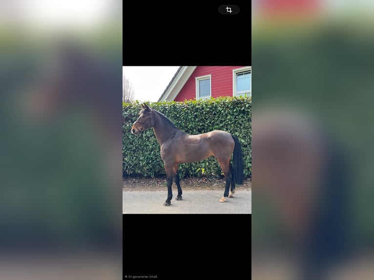 Rouan bai Jument 9 Ans 162 cm Bai in Eschweiler