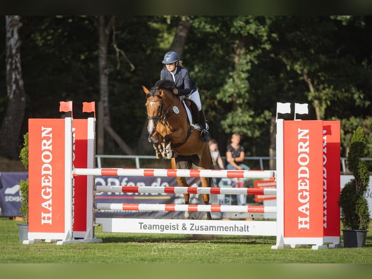 Rouan bai Jument 9 Ans 165 cm Bai in Seelze