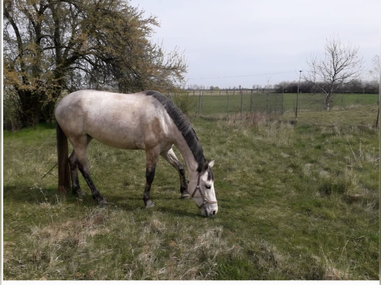 Rouan bai Jument 9 Ans 166 cm Gris in Ziepel