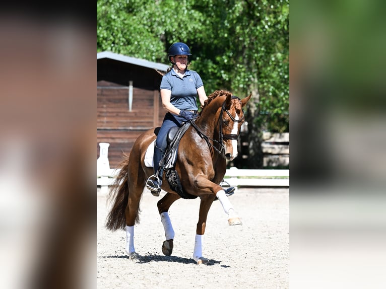 Rouan bai Jument 9 Ans 167 cm Alezan in KrefeldKrefeld