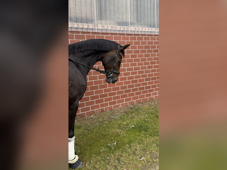 Rouan bai Jument 9 Ans 167 cm Bai brun in Ganderkesee