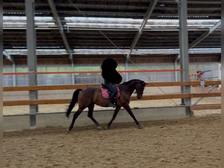 Rouan bai Jument 9 Ans 167 cm Bai in Gevelsberg
