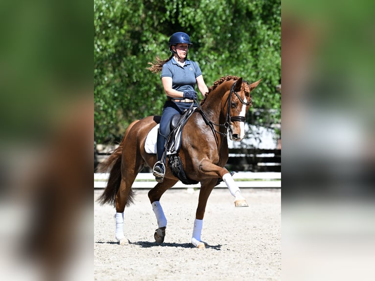 Rouan bai Jument 9 Ans 168 cm Alezan in Pulheim