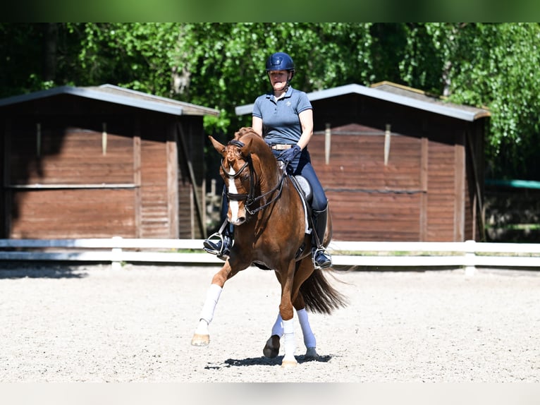 Rouan bai Jument 9 Ans 168 cm Alezan in Pulheim