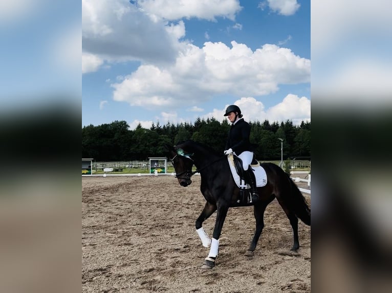Rouan bai Jument 9 Ans 168 cm Bai brun in Ganderkesee