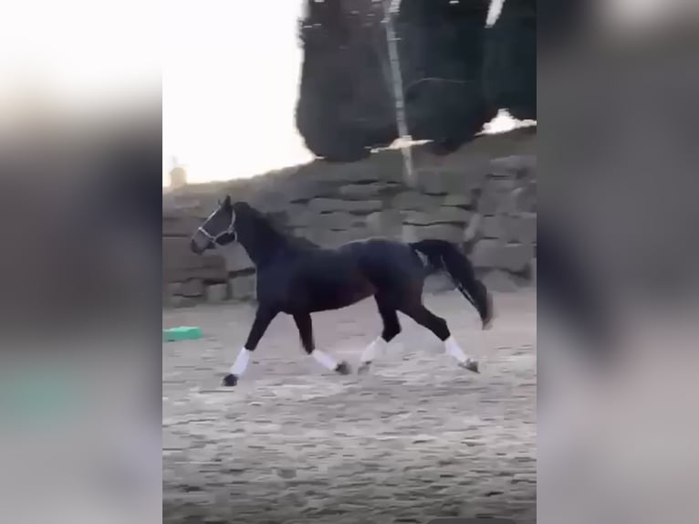 Rouan bai Jument 9 Ans 169 cm Bai brun foncé in Windhagen