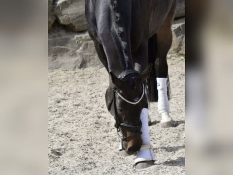 Rouan bai Jument 9 Ans 169 cm Bai brun foncé in Windhagen