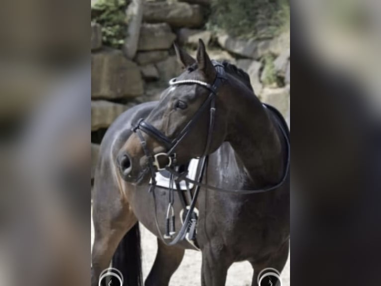 Rouan bai Jument 9 Ans 169 cm Bai brun foncé in Windhagen